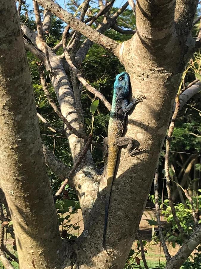 Kingfishers Khaya ซอดวานาเบย์ ภายนอก รูปภาพ